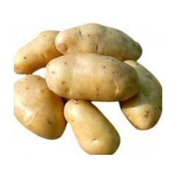 New Colheita Good Quality Fresh Holland Potato